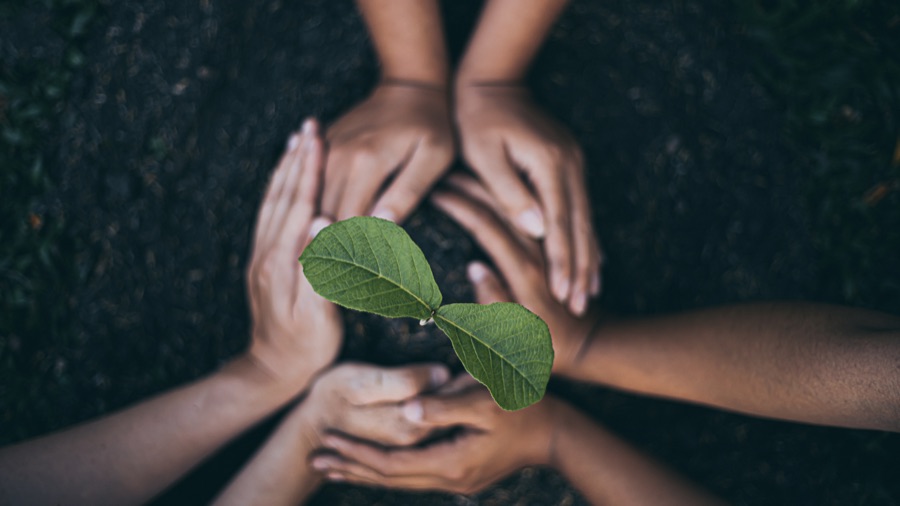 Hands around a young green seedling